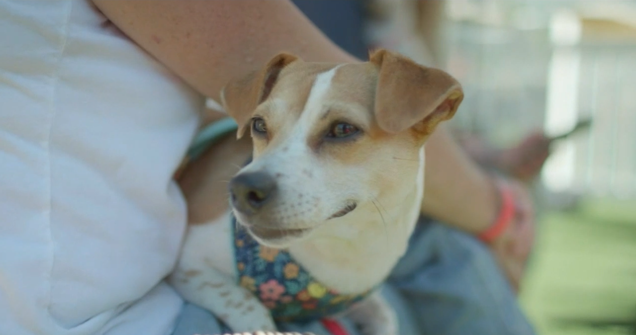 Lima, Allen County offer spay and neuter vouchers to eligible pet owners